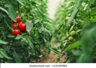 Tomatoes In A Greenhouse. Horticulture. Vegetables. Farming