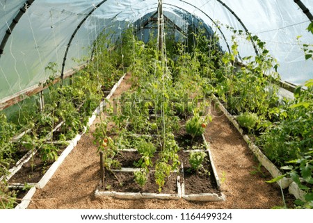 Similar – Laubenpieper I View into a greenhouse with a row of crops, mainly tomato plants, through the door