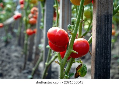 Tomatoes grow in the home garden. Ripe red tomatoes close up. - Powered by Shutterstock