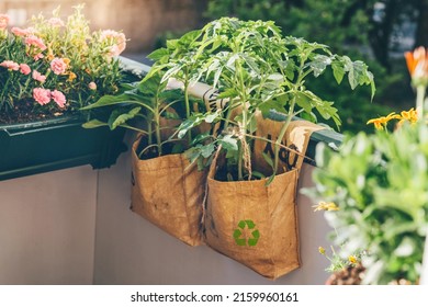 Tomatoes grow in reusable plant grow bags on balcony. Tee-big-bags were recycled manually by indian workers. Upcycling time-limited products. Sustainability macro trend. - Shutterstock ID 2159960161