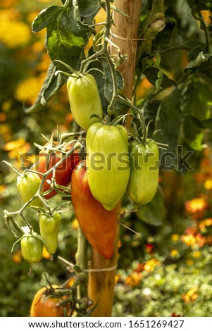 Similar – Tomaten, die auf Reben im Gewächshaus wachsen.