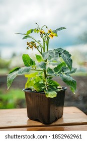 Tomatoes Growing In A Flower Pot, Long Flower Pot With Tomato Plants