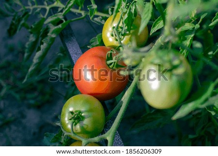 Similar – Foto Bild Paprika Capsicum wächst im Gewächshaus