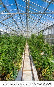 Tomatoes Growing In A Green House, Heated By Geothermal Energy