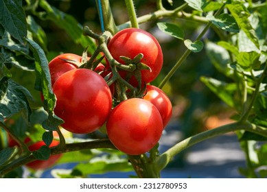 Tomatoes growing on the farm outdoors - Shutterstock ID 2312780953