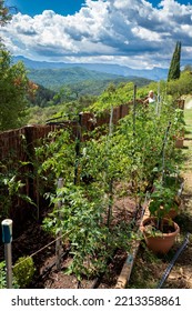 Tomatoes Growing In Organic Vegtable Garden