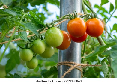 Tomatoes Growing In Organic Vegtable Garden