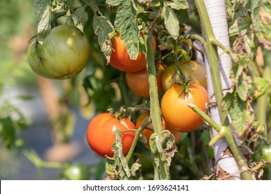 Tomatoes Growing In The Straw Bale Garden On The Landscape Fabric