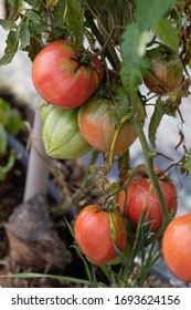 Tomatoes Growing In The Straw Bale Garden On The Landscape Fabric