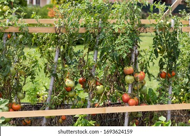 Tomatoes Growing In The Straw Bale Garden On The Landscape Fabric