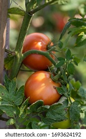 Tomatoes Growing In The Straw Bale Garden On The Landscape Fabric