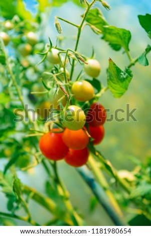 Similar – Tomaten, die auf Reben im Gewächshaus wachsen.