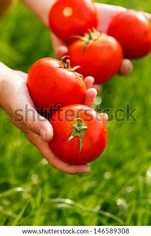 Similar – Tomatenernte, Mann mit frischen Tomaten