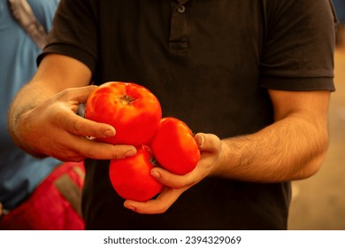 Tomatoes in the hands of the seller at the market - Shutterstock ID 2394329069
