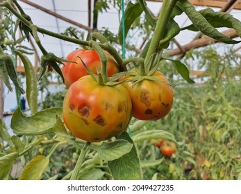 Tomatoes infected with late blight - Phytophtora infestans. Late blight is a potentially devastating disease of tomato and potato, infecting leaves, stems and fruits of tomato plants. Selective focus. - Shutterstock ID 2049427235