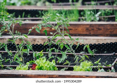 Tomatoes And Lettuce Growing In A Greenhouse In Elevated Garden Beds, Filled With Good Fertile Soil.