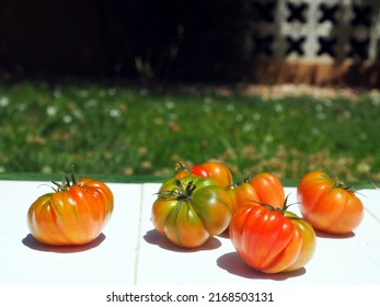 Tomatoes lie on a garden bench, in the sun and against the backdrop of green grass. Harvest, picking vegetables.