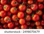 tomatoes in market The cherry tomato is a type of small round tomato believed to be an intermediate genetic admixture between wild currant-type tomatoes and domesticated garden tomatoes