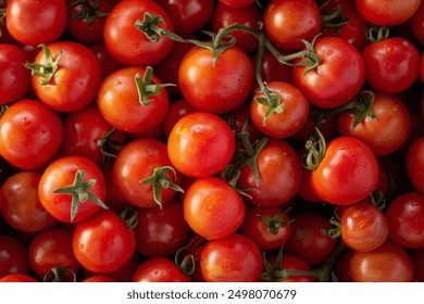 tomatoes in market The cherry tomato is a type of small round tomato believed to be an intermediate genetic admixture between wild currant-type tomatoes and domesticated garden tomatoes