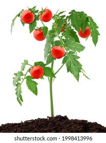 Tomatoes on branch, isolated on white background, clipping path, full depth of field