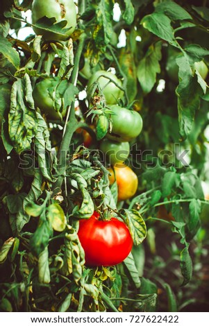 Similar – Foto Bild Paprika Capsicum wächst im Gewächshaus