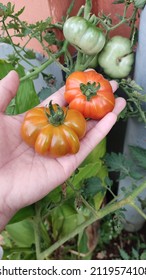 Tomatoes On The Floor. World Vegan Day Concept. Nature Photo Object