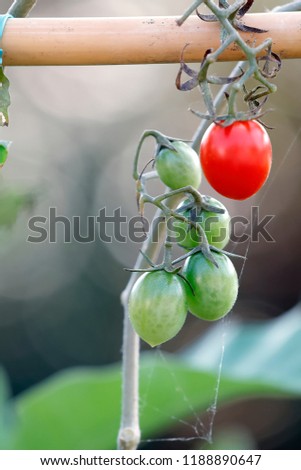 Similar – Tomate gesund Gewächshaus