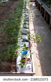 Tomatoes On The Research And Development Greenhouse. Genetically Modified Vegetables In The Seed Breeding Laboratory.