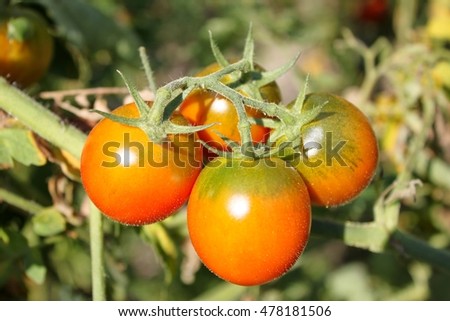 Similar – Rote Tomate und gelbe Tomate