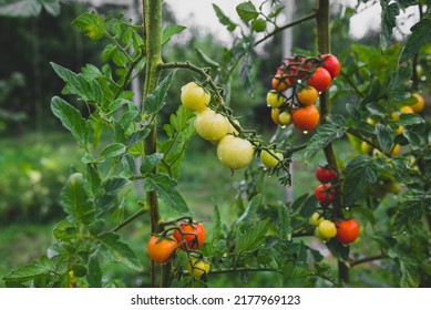 Tomatoes on the vine in various states of ripeness. Colors ranging from green to bright red. Organic vegetable garden - Shutterstock ID 2177969123