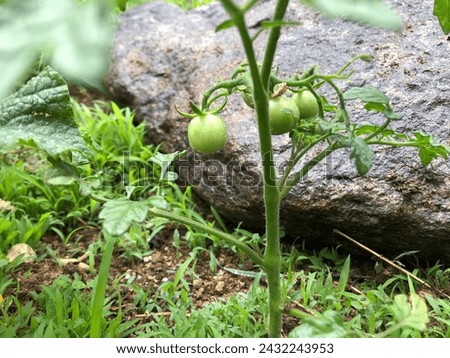 
The tomatoes planted with my child in the vegetable garden have started to bear fruit. They are still unripe, so they are green tomatoes.