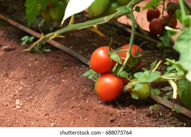 Tomatoes Planting In A Local Kenyan Farm. Food Production In Kenya.