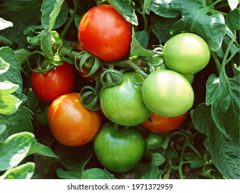 Tomatoes Planting Photography, Growing Vegitables