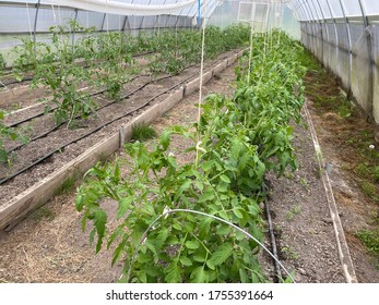 Tomatoes Plants Growing In The Hoop House