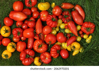 tomatoes red bio vegetables organic farm