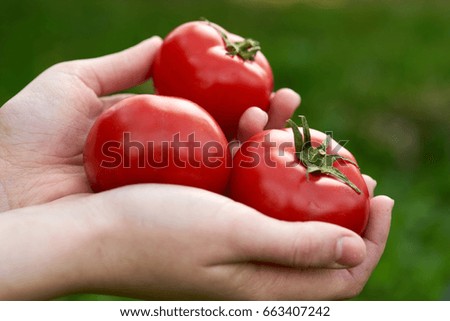 Similar – Tomatenernte, Mann mit frischen Tomaten