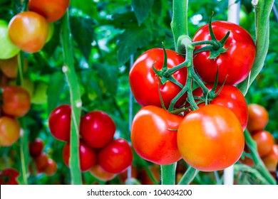 The tomatoes are ripe and ready for the harvest