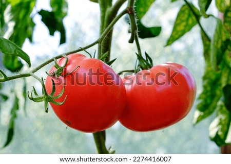 Tomatoes. Ripened scarlet tomatoes on a branch in the greenhouse