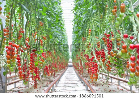 Similar – Image, Stock Photo tomato Food Vegetable