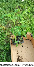 Tomatoes seedlings