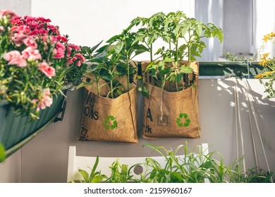 Tomatoes and sunflowers grow in reusable plant bags on balcony. Tee-big-bags were recycled by indian workers in India. Intelligent consumption of products - Shutterstock ID 2159960167