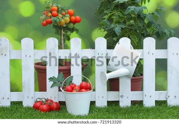 Tomatoes Tomato Plants On Grass Fence Stock Photo Edit Now 721913320