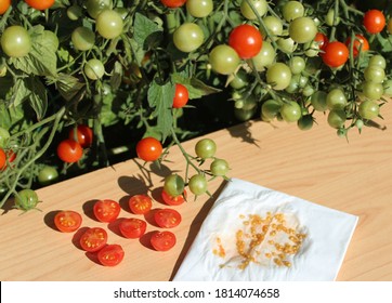 Tomatoes And Tomato Seeds In The Garden