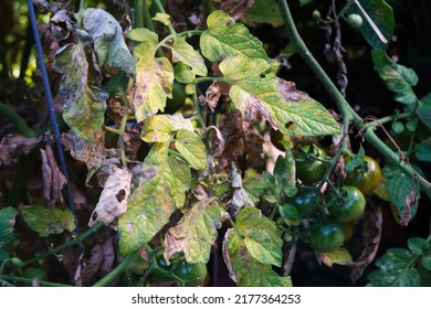 Tomatoes Wilted In The Garden.