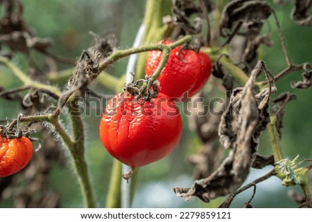 Tomatoes wither due to hot weather. Tomato fruits are affected by a bacterial disease. Tomatoes withered from pests. Autumn harvest.