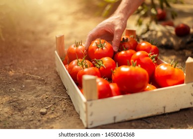 Tomatoes In A Wooden Box Close Up