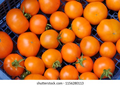 Tomatos orange queen