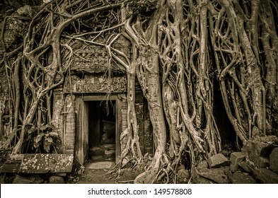 Tomb Raider Tree In Cambodia, Siem Reap, Angkor Wat