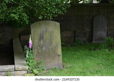 Tombstone And Foxglove Flowers In Churchyard In Alnwick, Northumberland, England