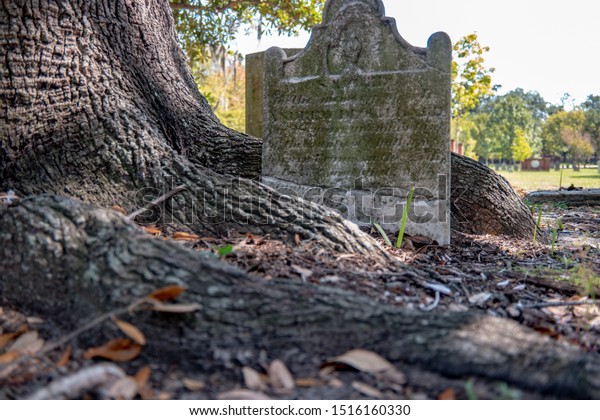 Tombstone Under Large Oak Tree Shade Stock Photo Edit Now 1516160330